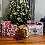 Thomas is registered to the contest to win money with this photo: animal, cat, celebration, christmas, christmas_tree, decorated_tree, domestic_cat, festive, festivity, fluffy_cat, gift_bags, holiday, holiday_decorations, holiday_season, indoor, mammal, orange_cat, pet, presents, wooden_floor
