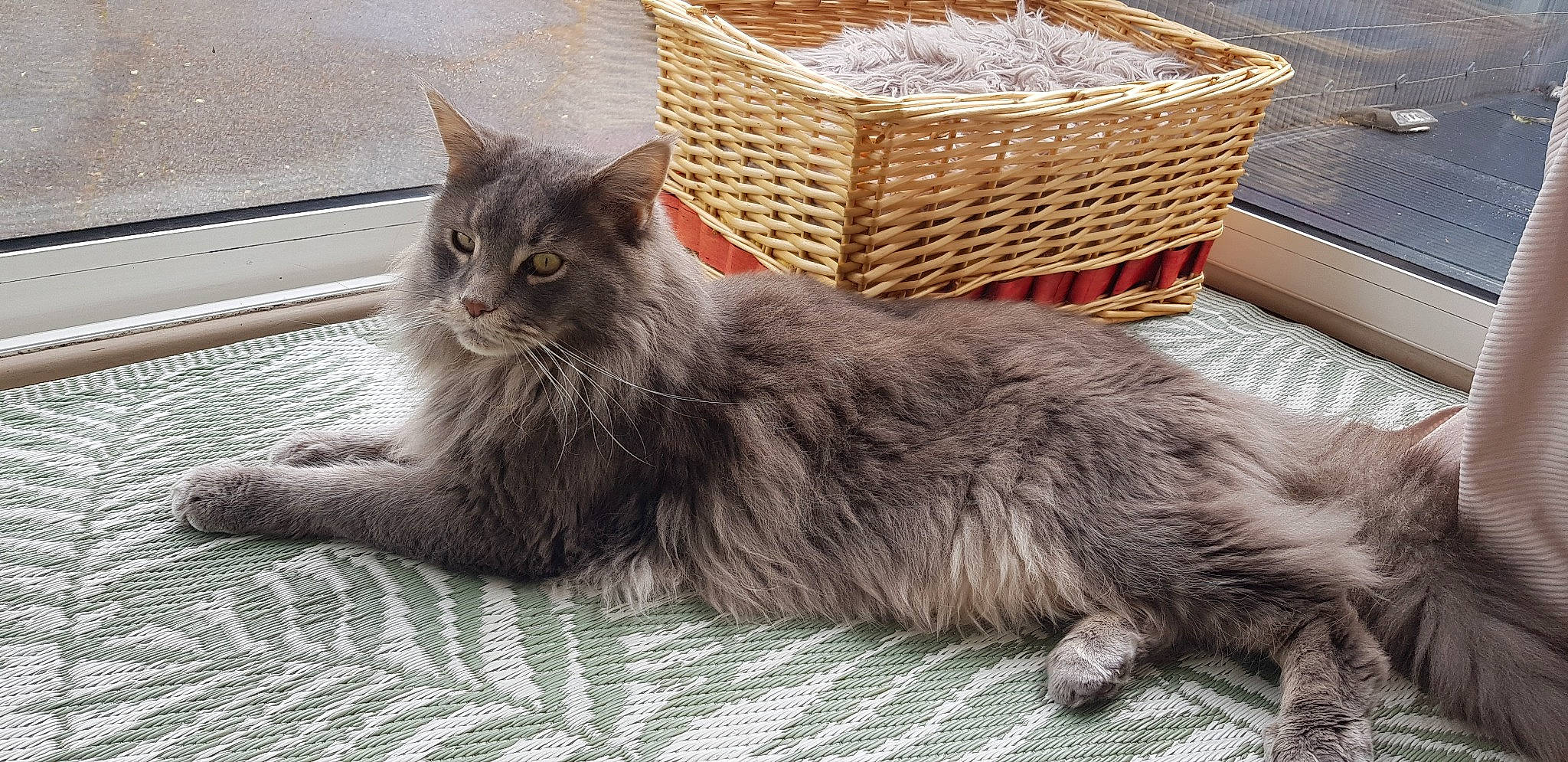 Nilou a rejoint le concours — aidez-le/la à gagner de superbes lots ! basket, carnivore, cat, claw, comfort, domestic_short_haired_cat, felidae, fur, grey, paw, picnic_basket, sitting, small_to_medium_sized_cats, snout, storage_basket, tail, terrestrial_animal, whiskers, wicker, window