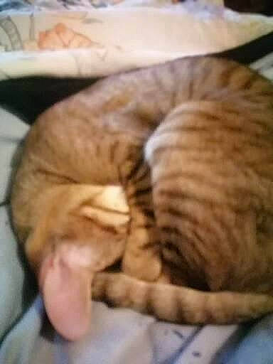 Mistinguett a rejoint le concours — aidez-le/la à gagner de superbes lots ! carnivore, cat, cat_bed, cat_supply, claw, comfort, domestic_short_haired_cat, fawn, felidae, fur, linens, mammal, paw, small_to_medium_sized_cats, snout, tail, terrestrial_animal, whiskers, wood, wool