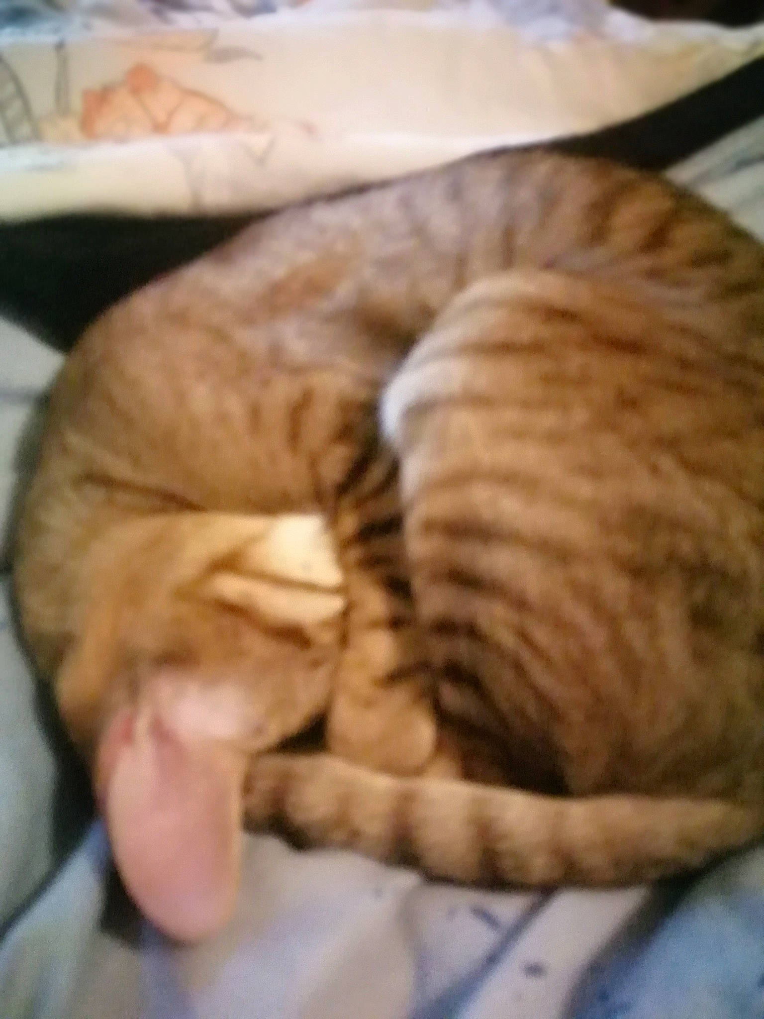 Mistinguett participe au concours pour gagner de l'argent avec cette photo : carnivore, cat, cat_bed, cat_supply, claw, comfort, domestic_short_haired_cat, fawn, felidae, fur, linens, nap, paw, sleep, small_to_medium_sized_cats, snout, tail, terrestrial_animal, whiskers, wood