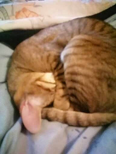 Mistinguett a rejoint le concours — aidez-le/la à gagner de superbes lots ! carnivore, cat, cat_bed, cat_supply, claw, comfort, domestic_short_haired_cat, fawn, felidae, fur, linens, nap, paw, sleep, small_to_medium_sized_cats, snout, tail, terrestrial_animal, whiskers, wood