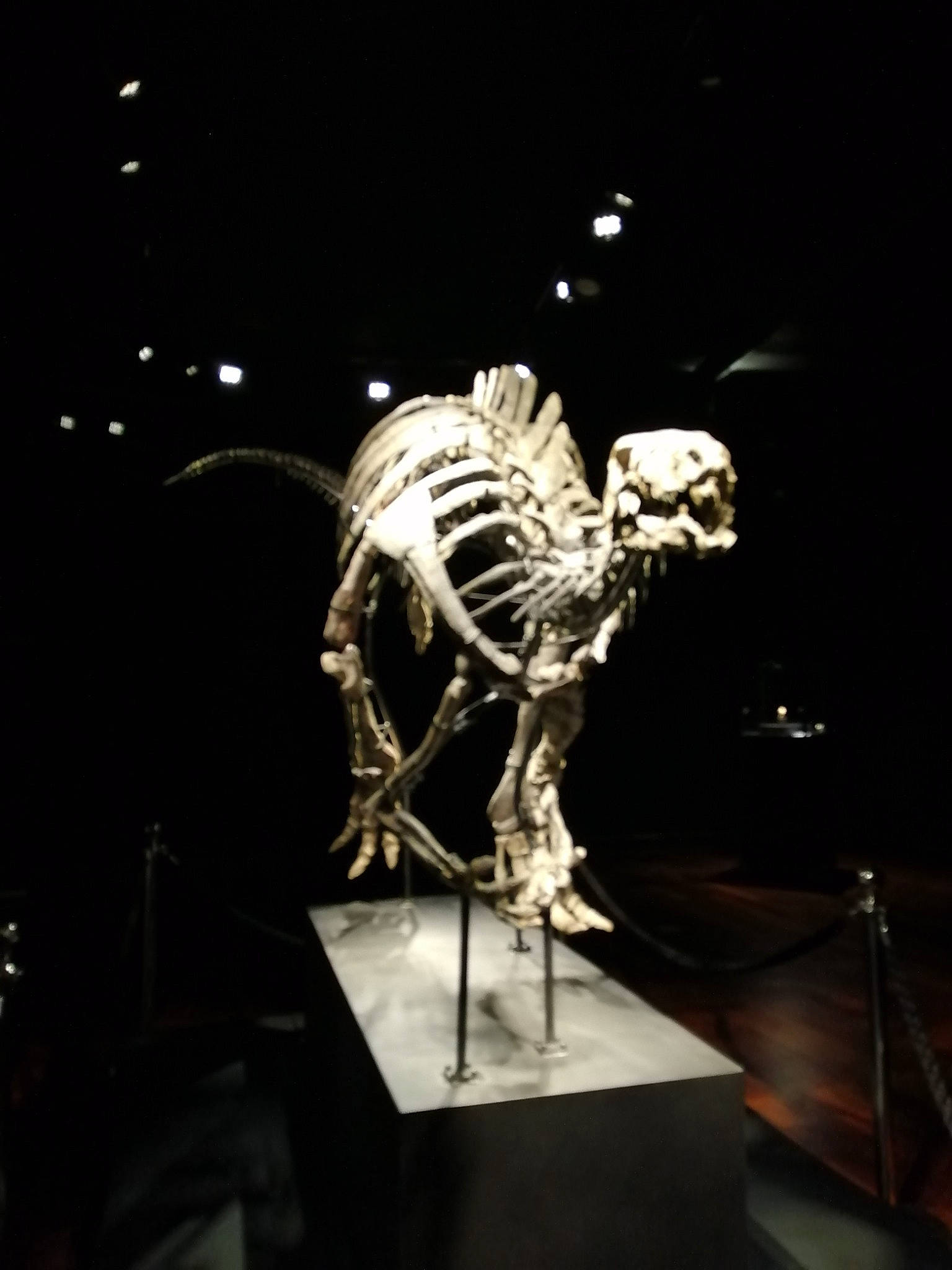 Tom a rejoint le concours — aidez-le/la à gagner de superbes lots ! art, bone, darkness, dinosaur, elephants_and_mammoths, event, extinction, fossil, jaw, mammoth, metal, night, rib, science, skeleton, skull, terrestrial_animal, tyrannosaurus, velociraptor, visual_arts