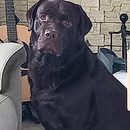 Ridley a rejoint le concours — aidez-le/la à gagner de superbes lots ! dog, black_labrador, indoor, pet, animal, guitar, stone_wall, floor_tile, furniture, chair, portrait, sitting, canine, companion, looking, domestic, cute, household, mammal, expression