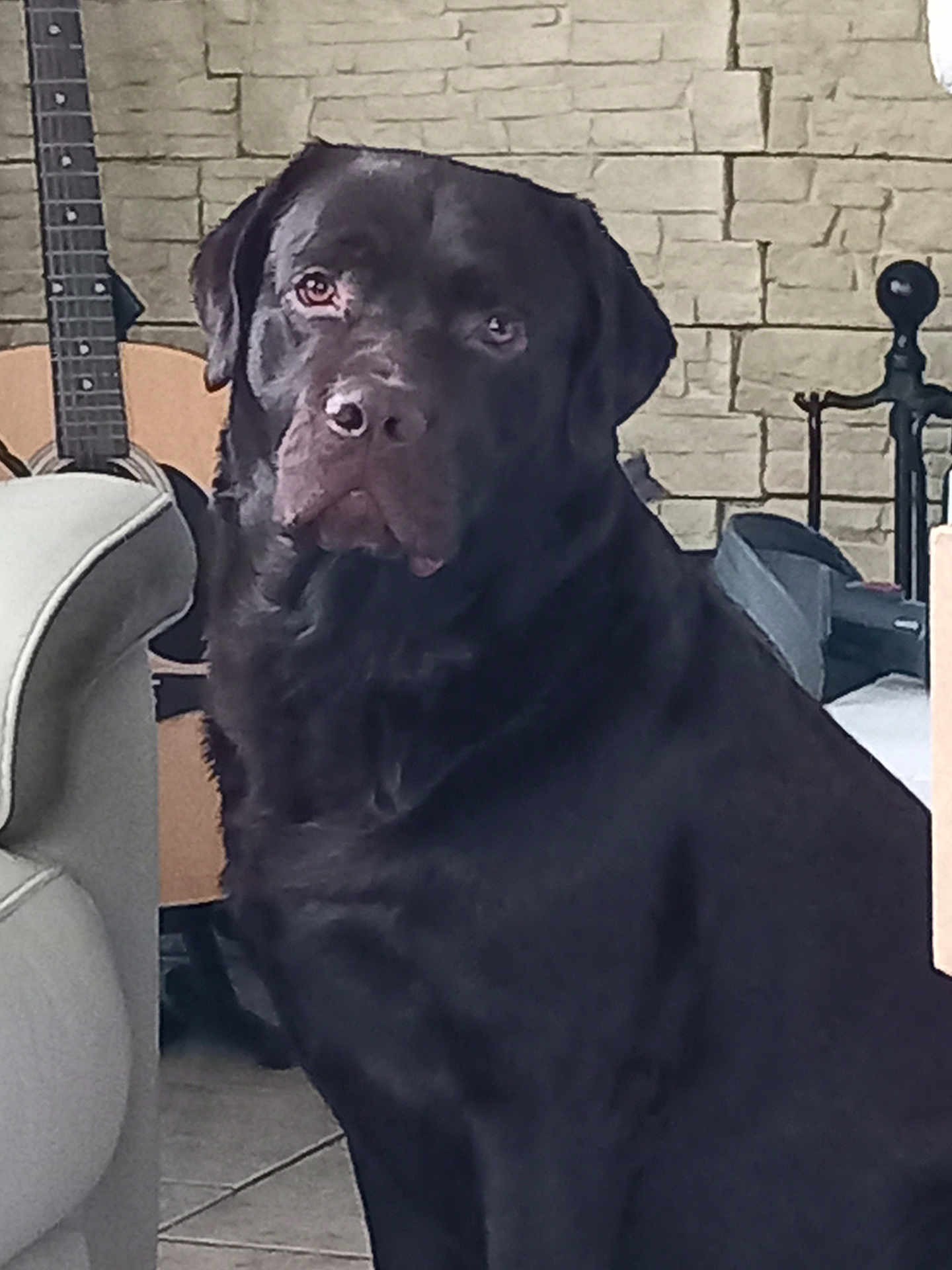 Ridley a rejoint le concours — aidez-le/la à gagner de superbes lots ! dog, black_labrador, indoor, pet, animal, guitar, stone_wall, floor_tile, furniture, chair, portrait, sitting, canine, companion, looking, domestic, cute, household, mammal, expression