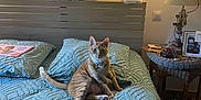 Aladin participe au concours pour gagner de l'argent avec cette photo : cat, bed, pillow, blanket, lamp, nightstand, indoor, orange_tabby, feline, cozy, home, decor, wood, wicker, wall_hanging, curious, pet, furniture, lighting, relaxed