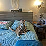 cat, bed, pillow, blanket, lamp, nightstand, indoor, orange_tabby, feline, cozy, home, decor, wood, wicker, wall_hanging, curious, pet, furniture, lighting, relaxed