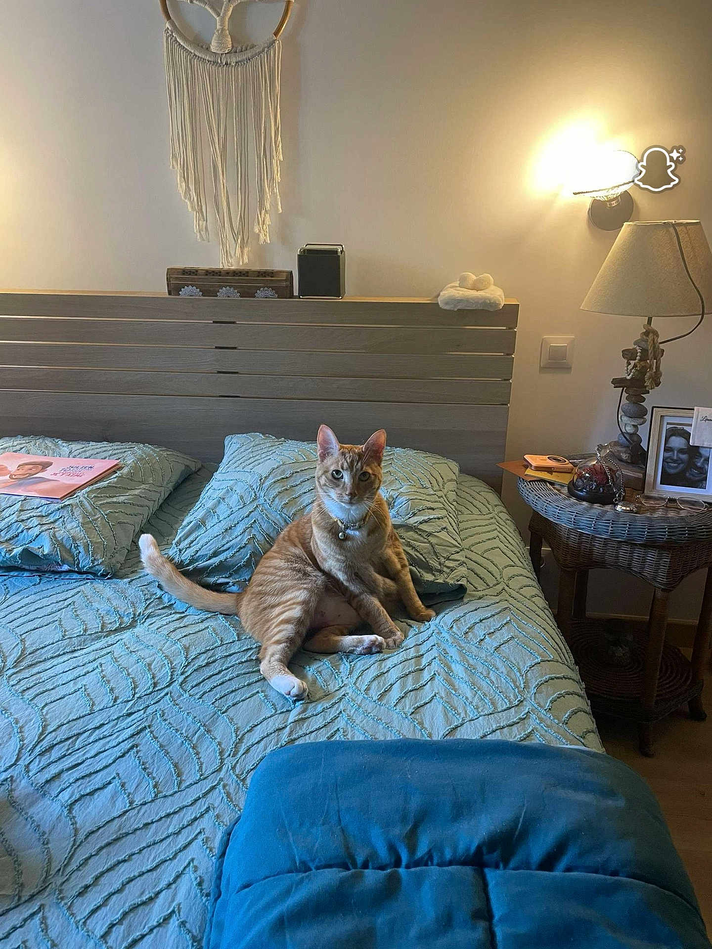 Aladin participe au concours pour gagner de l'argent avec cette photo : cat, bed, pillow, blanket, lamp, nightstand, indoor, orange_tabby, feline, cozy, home, decor, wood, wicker, wall_hanging, curious, pet, furniture, lighting, relaxed