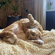 Aladin participe au concours pour gagner de l'argent avec cette photo : cat, orange_tabby, pet, indoor, cozy, blanket, stretching, fur, paw, plant, bamboo, window, curtain, relaxing, cute, animal, feline, home, comfortable, resting