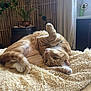 cat, orange_tabby, pet, indoor, cozy, blanket, stretching, fur, paw, plant, bamboo, window, curtain, relaxing, cute, animal, feline, home, comfortable, resting