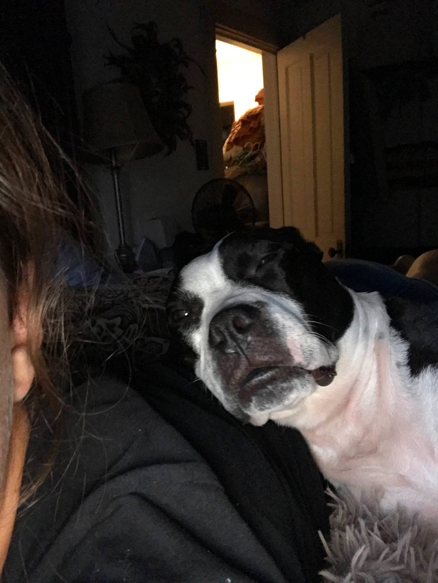 Otis joined the competition — help win amazing prizes! boston_terrier, canidae, carnivore, comfort, companion_dog, darkness, dog, dog_breed, door, fawn, flash_photography, fur, grass, plant, sporting_group, toy_dog, whiskers, window, working_animal, wrinkle