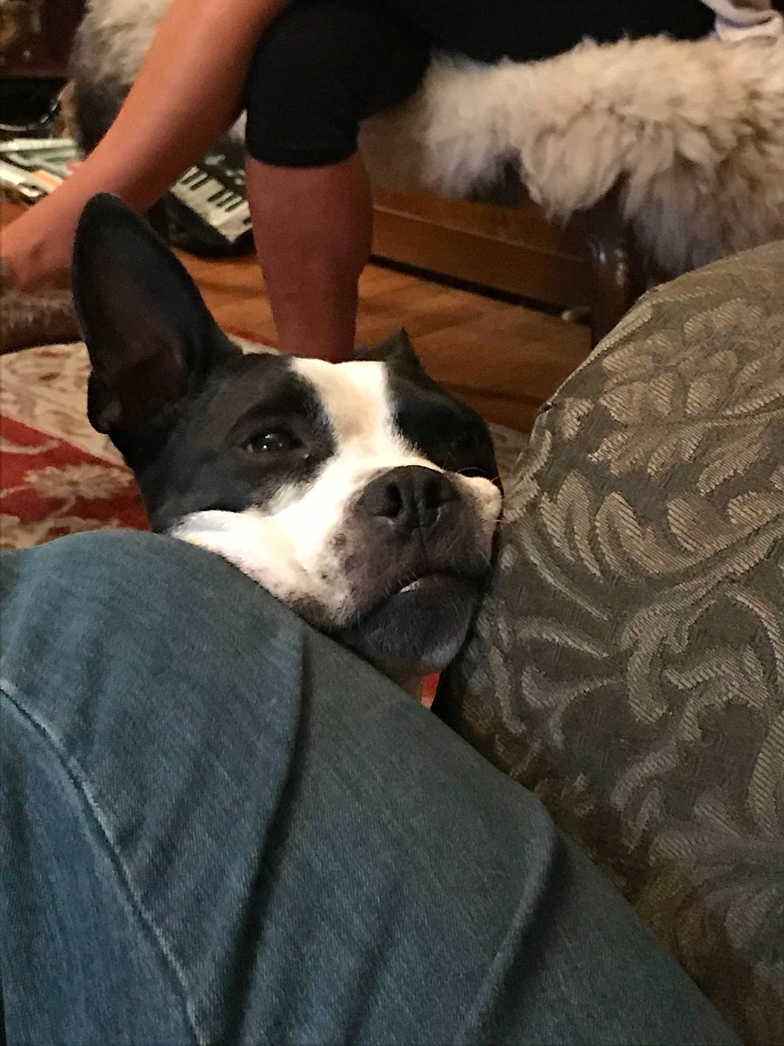 Otis is registered to the contest to win money with this photo: boston_terrier, canidae, carmine, carnivore, collar, comfort, companion_dog, dog, dog_breed, dog_supply, fawn, fur, human_leg, leg, shorts, snout, sporting_group, thigh, window, working_animal