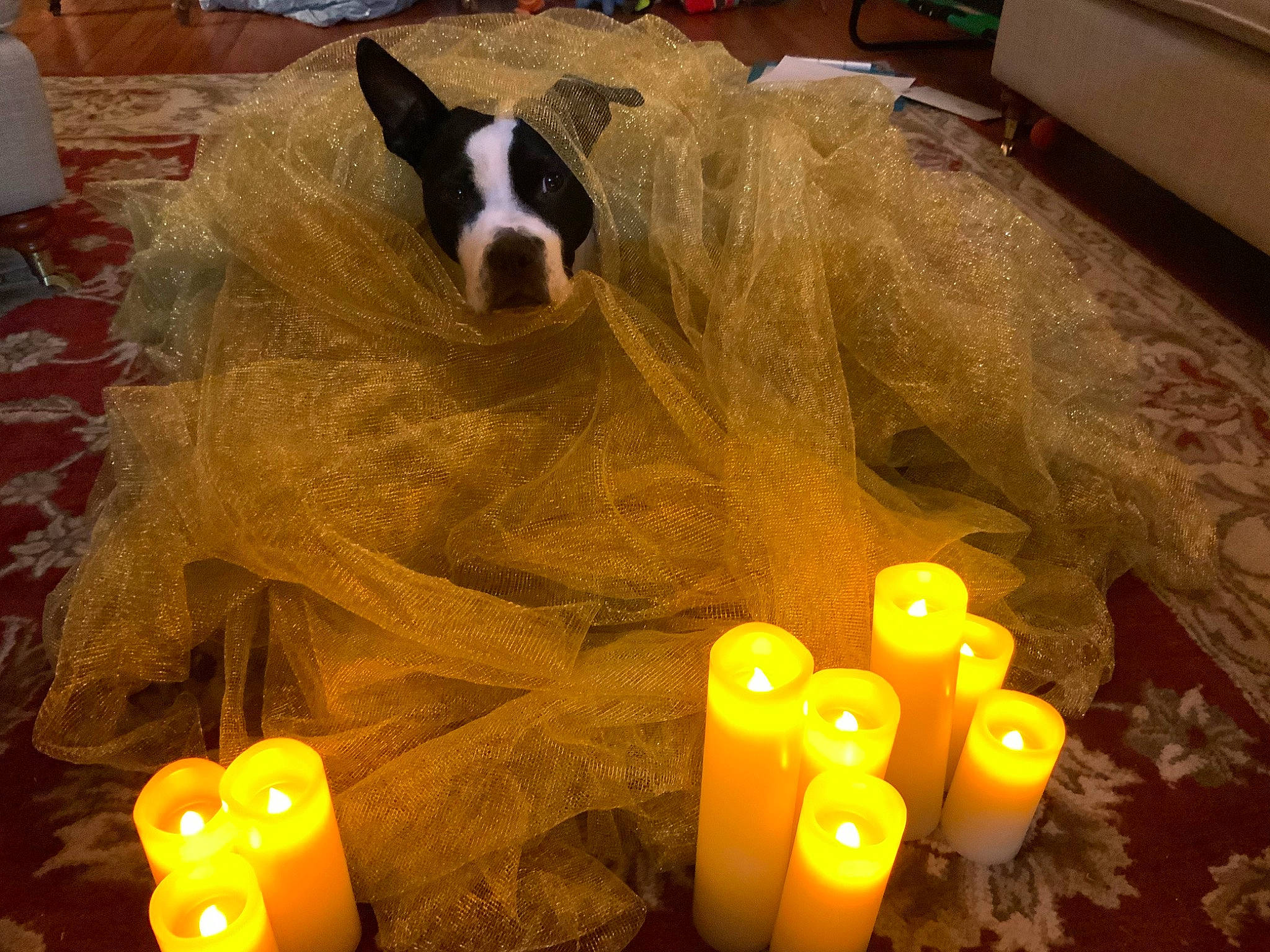 Otis joined the competition — help win amazing prizes! art, candle, carnivore, comfort, companion_dog, dog, dog_breed, dog_supply, event, flooring, fur, hardwood, heat, living_room, pet_supply, sporting_group, wax, wood, working_animal, yellow