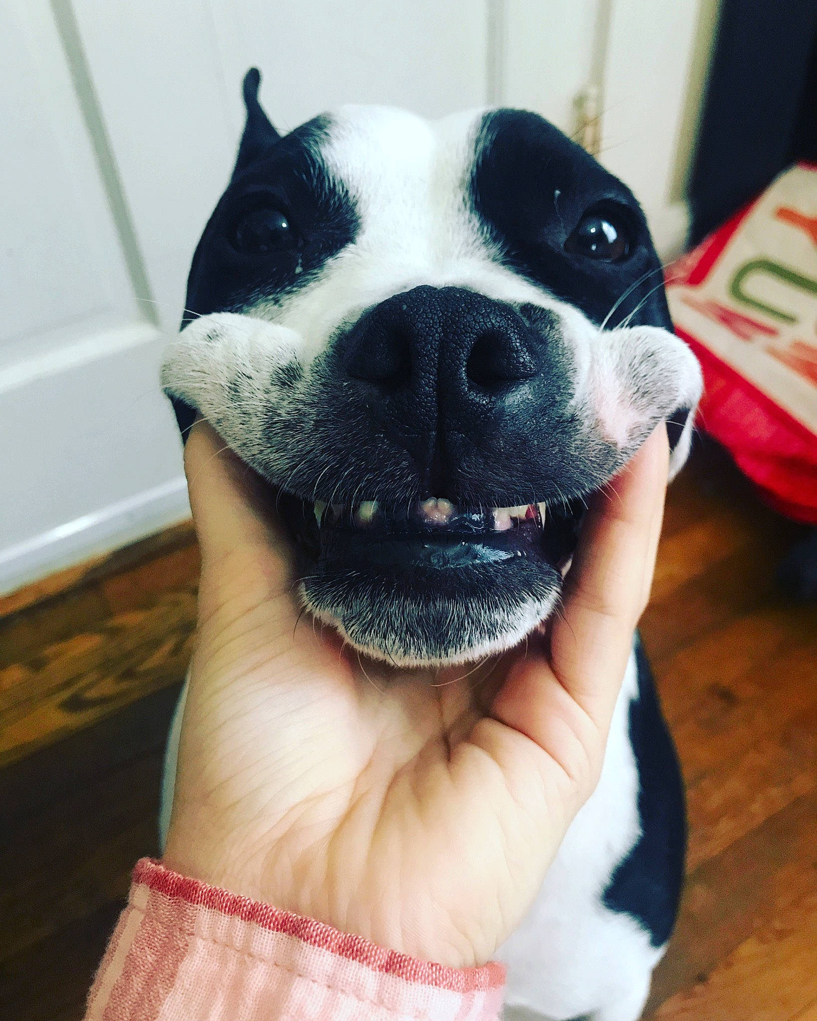 Otis is registered to the contest to win money with this photo: canidae, carmine, carnivore, companion_dog, dog, dog_breed, electric_blue, eye, fawn, fur, jaw, nail, non_sporting_group, pet_supply, selfie, snout, sporting_group, whiskers, working_animal