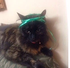 Clarice joined the competition — help win amazing prizes! black_cat, carnivore, cat, domestic_long_haired_cat, felidae, himalayan, kitten, maine_coon, mammal, norwegian_forest_cat, persian, small_to_medium_sized_cats, whiskers