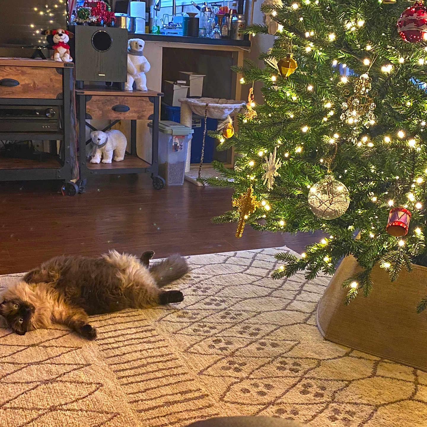 Buddy joined the competition — help win amazing prizes! cat, christmas_lights, christmas_tree, cozy, decorations, festive, fluffy, furniture, holiday_decor, home, indoor, living_room, lying_down, ornaments, patterned_rug, pet, polar_bear_decoration, relaxing, rug, wooden_floor