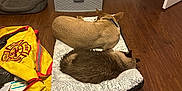 Buddy is registered to the contest to win money with this photo: dog, cat, pet_bed, wooden_floor, drawer_unit, yellow_bag, fire_department_bag, sleeping, indoor, animal, furry, cozy, resting, brown_dog, brown_cat, flooring, household, relaxation, quiet, room