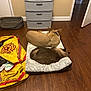 dog, cat, pet_bed, wooden_floor, drawer_unit, yellow_bag, fire_department_bag, sleeping, indoor, animal, furry, cozy, resting, brown_dog, brown_cat, flooring, household, relaxation, quiet, room
