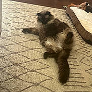 Buddy joined the competition — help win amazing prizes! cat, fluffy, carpet, patterned, indoor, relaxed, pet_bed, stuffed_toy, floor, brown, feline, resting, cozy, animal, home, domestic, fur, tail, paw, laying