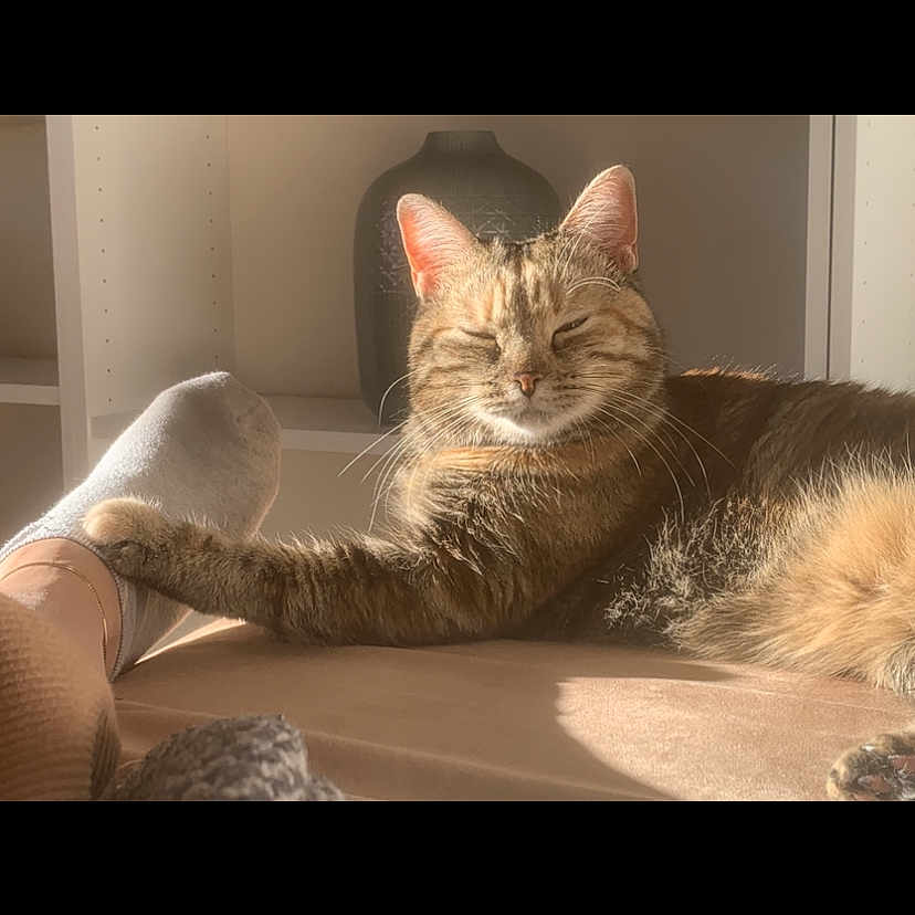 Nala a rejoint le concours — aidez-le/la à gagner de superbes lots ! bed, blanket, cat, closed_eyes, comfort, cozy, face, feline, foot, fur, home_interior, human, indoor, paw, pet, relaxation, sock, sunlight, tabby_cat, whiskers