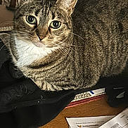 Roxy joined the competition — help win amazing prizes! animal, black_cloth, cat, close_up, curious, domestic, ears, feline, fur, green_eyes, indoor, mammal, papers, pet, relaxed, resting, tabby, table, whiskers, wood