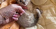 Caline participe au concours pour gagner de l'argent avec cette photo : kitten, cat, animal, pet, blue_eyes, fur, whiskers, ears, paws, belly, lying_down, blanket, bedding, bed, hand, manicure, pink_nails, indoor, cozy, portrait
