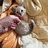 kitten, cat, animal, pet, blue_eyes, fur, whiskers, ears, paws, belly, lying_down, blanket, bedding, bed, hand, manicure, pink_nails, indoor, cozy, portrait