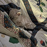 Caline a rejoint le concours — aidez-le/la à gagner de superbes lots ! cat, kitten, sleeping, gray_cat, fur, animal, pet, cozy, blanket, quilt, bedding, indoors, nap, relaxed, cute, fluffy, resting, home, textile, portrait