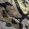 cat, kitten, sleeping, gray_cat, fur, animal, pet, cozy, blanket, quilt, bedding, indoors, nap, relaxed, cute, fluffy, resting, home, textile, portrait