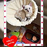 Caline participe au concours pour gagner de l'argent avec cette photo : kitten, cat, cats, blue_eyes, fluffy, cream_colored, sitting, pet, animal, cat_bed, perch, indoor, home, food_bowl, cat_food, play_mat, heart_sticker, decorative_frame, photograph, cute