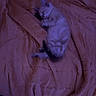 cat, sleeping, kitten, pet, animal, feline, blanket, bed, bedroom, indoors, cozy, relaxed, lying_down, curled_up, striped_fur, closed_eyes, nighttime, purple_lighting, soft_fabric, resting