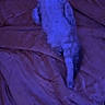 Caline participe au concours pour gagner de l'argent avec cette photo : cat, kitten, feline, animal, pet, lying_down, belly_up, stretched_paw, bed, blanket, bedroom, indoor, purple_lighting, blue_lighting, low_light, relaxed, cute, fur, portrait, human_foot