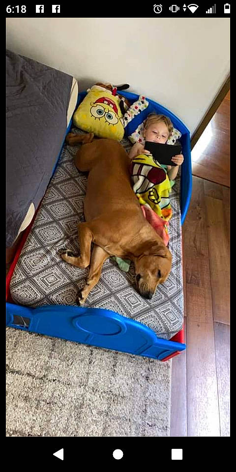 Dixie Mae is registered to the contest to win money with this photo: canidae, carnivore, comfort, companion_dog, couch, dog, dog_breed, dog_clothes, dog_supply, fawn, guard_dog, linens, nap, pet_supply, pillow, rectangle, sporting_group, throw_pillow, toy_dog, working_animal