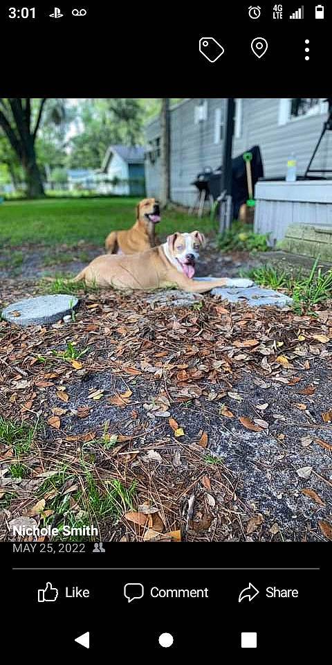 Dixie Mae joined the competition — help win amazing prizes! carnivore, companion_dog, dog, dog_breed, fawn, flooring, grass, groundcover, landscape, lawn, leaf, mammal, plant, road_surface, sidewalk, snout, soil, tail, tree, vertebrate