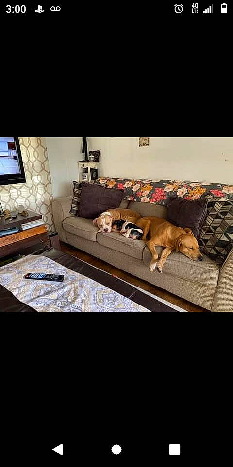 Dixie Mae is registered to the contest to win money with this photo: bed_frame, cabinetry, carnivore, comfort, couch, dog, floor, flooring, furniture, grey, hardwood, interior_design, living_room, picture_frame, pillow, rectangle, studio_couch, table, television, wood