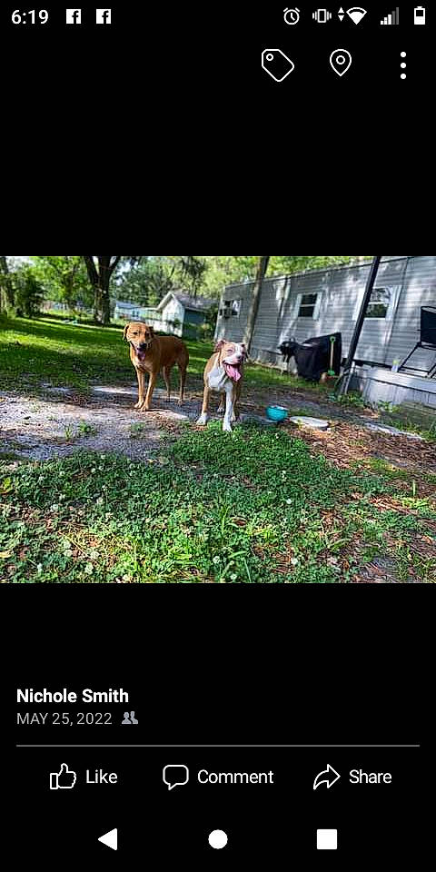 Dixie Mae joined the competition — help win amazing prizes! adaptation, darkness, display_device, font, garden, grass, landscape, leisure, natural_landscape, people_in_nature, photo_caption, plant, recreation, rectangle, shrub, soil, terrestrial_plant, tree, trunk, wildlife