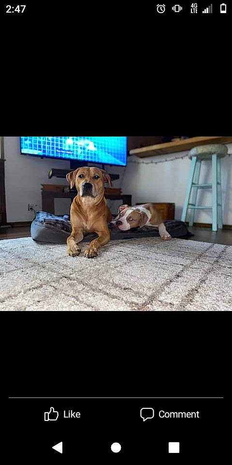 Dixie Mae joined the competition — help win amazing prizes! canidae, carnivore, comfort, companion_dog, couch, dog, dog_breed, dog_supply, fawn, floor, flooring, ladder, pug, rectangle, room, sporting_group, television, vertebrate, window, wood