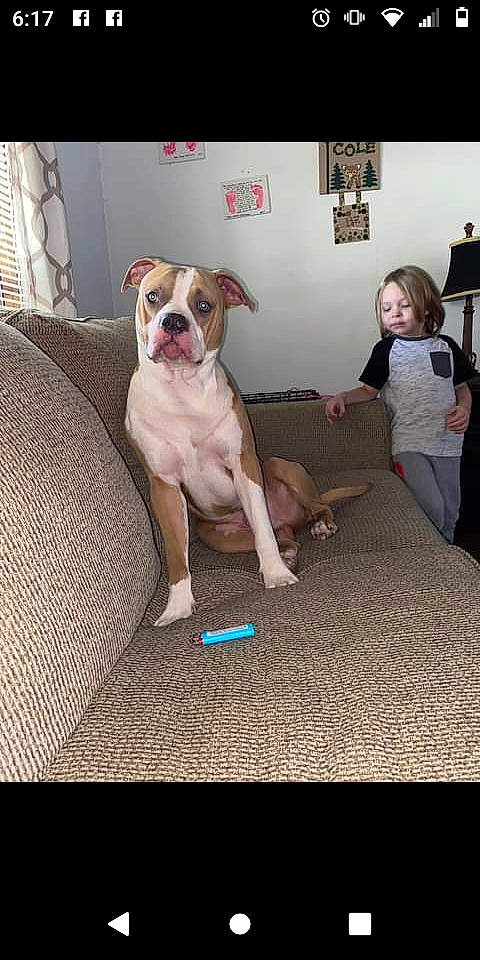 Ryder joined the competition — help win amazing prizes! boxer, bulldog, carnivore, comfort, companion_dog, couch, dog, dog_breed, dog_collar, fawn, flooring, hardwood, knee, molosser, picture_frame, snout, t_shirt, thigh, window, working_animal