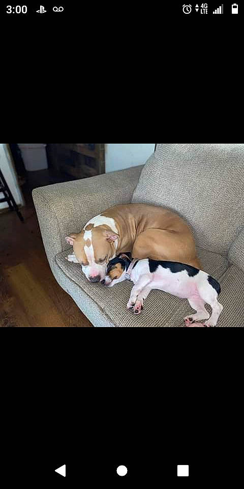 Ryder joined the competition — help win amazing prizes! carnivore, chair, collar, comfort, companion_dog, couch, dog, dog_breed, dog_collar, dog_supply, hardwood, linens, paw, puppy_love, square, table, tail, toy_dog, wood, working_animal