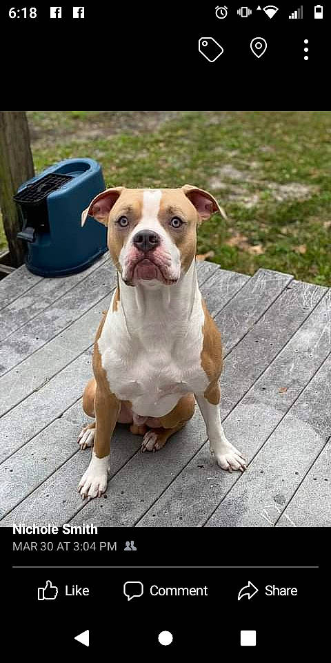 Ryder is registered to the contest to win money with this photo: bulldog, canidae, carnivore, collar, companion_dog, dog, dog_breed, dog_collar, fawn, flooring, leash, molosser, plant, snout, sporting_group, waste_container, waste_containment, whiskers, wood, working_animal