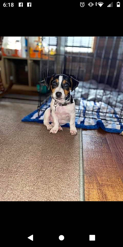 Bonnie is registered to the contest to win money with this photo: canidae, carnivore, companion_dog, dog, dog_breed, dog_supply, fence, flooring, hardwood, metal, non_sporting_group, pet_supply, puppy, rectangle, snout, sporting_group, toy_dog, wood, working_animal, working_dog