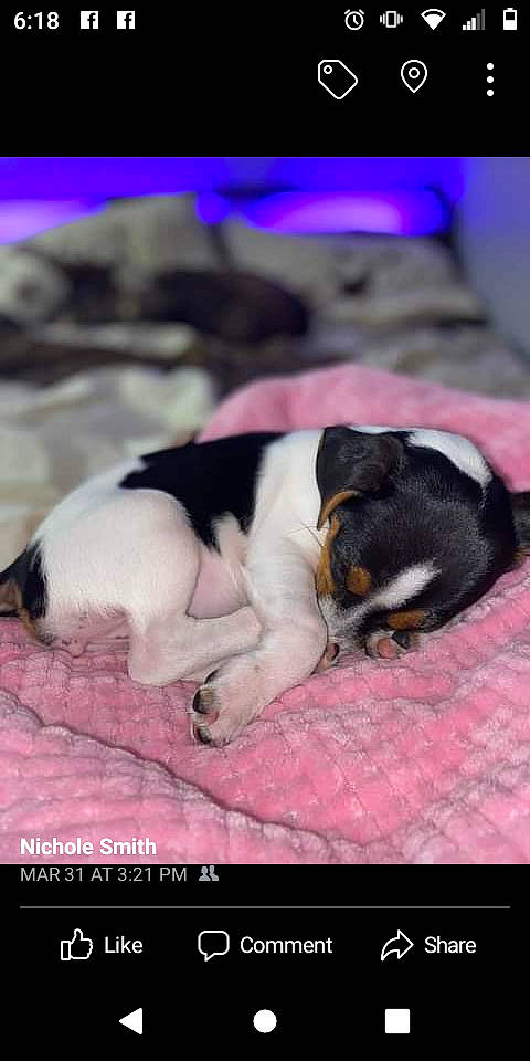 Bonnie joined the competition — help win amazing prizes! canidae, carnivore, chilean_fox_terrier, comfort, companion_dog, dog, dog_breed, magenta, nap, non_sporting_group, paw, puppy_love, scent_hound, sleep, sporting_group, toy_dog, whiskers