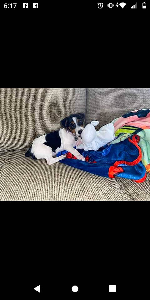 Bonnie is registered to the contest to win money with this photo: carmine, carnivore, cloud, comfort, companion_dog, dog, dog_breed, electric_blue, felidae, flooring, linens, mammal, paw, rectangle, sky, sporting_group, sportswear, square, tail, textile