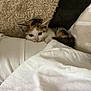 abyssinian, animal, bed, bedroom, blanket, cat, couch, cushion, furniture, homedecor, indoors, kitten, linen, manx, person, pet, quilt, room, siamese, sleeping