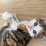 abyssinian, animal, cat, hardwood, indoors, interiordesign, kitten, manx, pet, plywood, wood