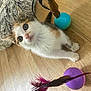 Cali participe au concours pour gagner de l'argent avec cette photo : abyssinian, angora, animal, art, canine, cat, dog, hair, hardwood, indoors, interiordesign, kitten, manx, person, pet, purple, sphere, toy, wig, wood