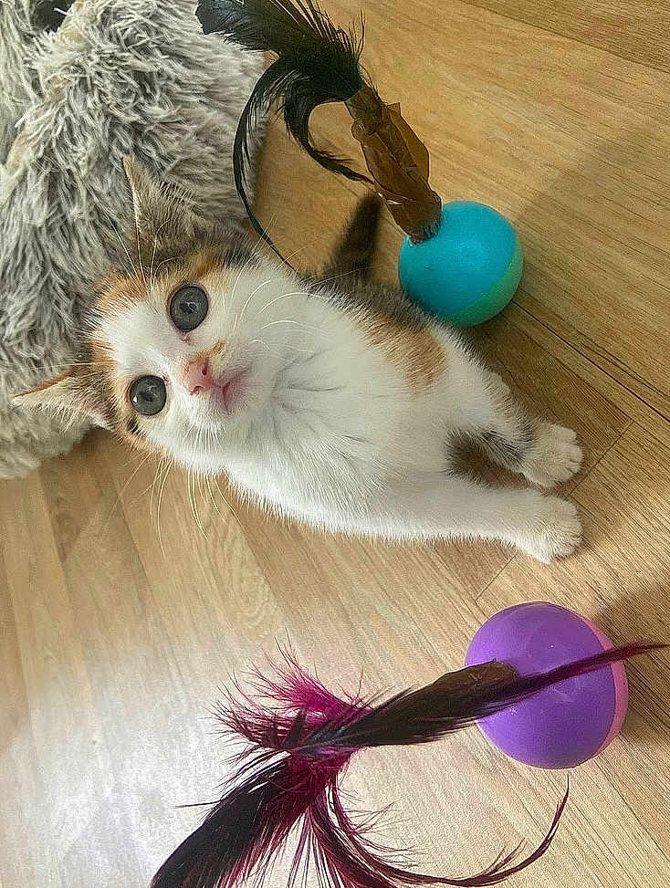 Cali participe au concours pour gagner de l'argent avec cette photo : abyssinian, angora, animal, art, canine, cat, dog, hair, hardwood, indoors, interiordesign, kitten, manx, person, pet, purple, sphere, toy, wig, wood
