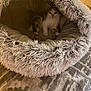 animal, canine, cat, dog, dogbed, kitten, pet, puppy