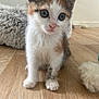 abyssinian, angora, animal, canine, cat, dog, hardwood, kitten, manx, pet, plywood, stainedwood, wood