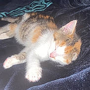 Cali participe au concours pour gagner de l'argent avec cette photo : abyssinian, animal, bed, blanket, bodypart, cat, face, furniture, head, kitten, manx, mouth, person, pet, photography, portrait, quilt, sleeping, velvet, white