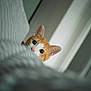 Guillaume a rejoint le concours — aidez-le/la à gagner de superbes lots ! cat, orange_cat, white_cat, peeking, curious, indoor, soft_light, blurred_foreground, wide_eyes, pet, animal, feline, cozy, closeup, ears, nose, whiskers, home, cute, mischievous